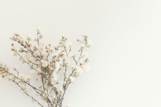 Top Oil Diffuser Stores in New Zealand