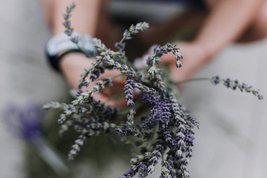 Exploring Natural Oil Diffusers in New Zealand