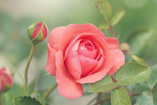 Benefits and Uses of Rose Essential Oil