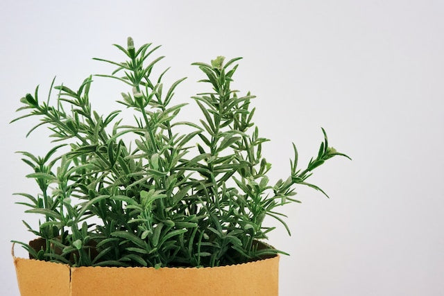 Rosemary Essential Oil NZ: Uncover the Natural Benefits and Uses